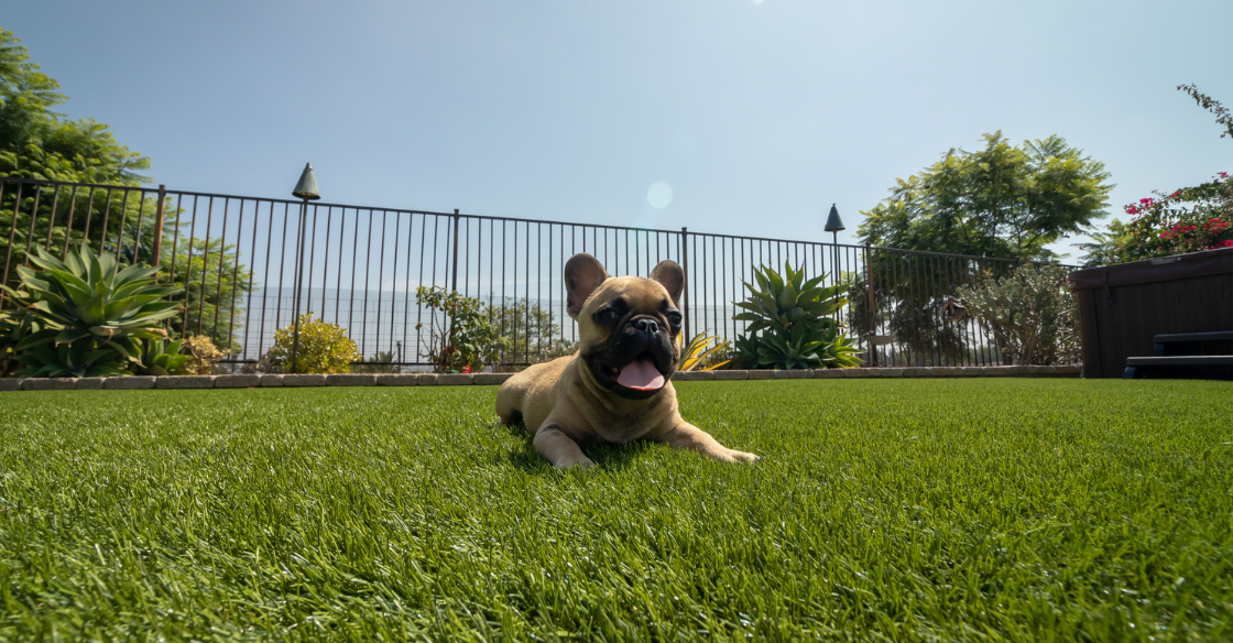dog laying down in yard with artificial turf