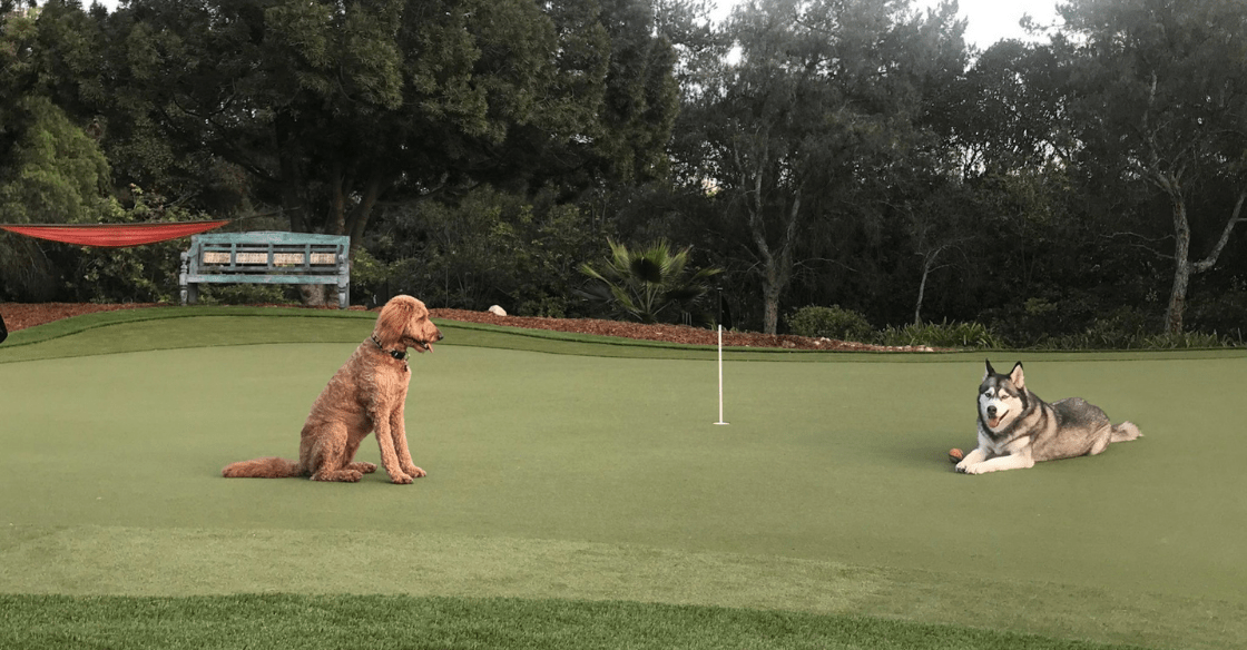 Dogs on artificial turf