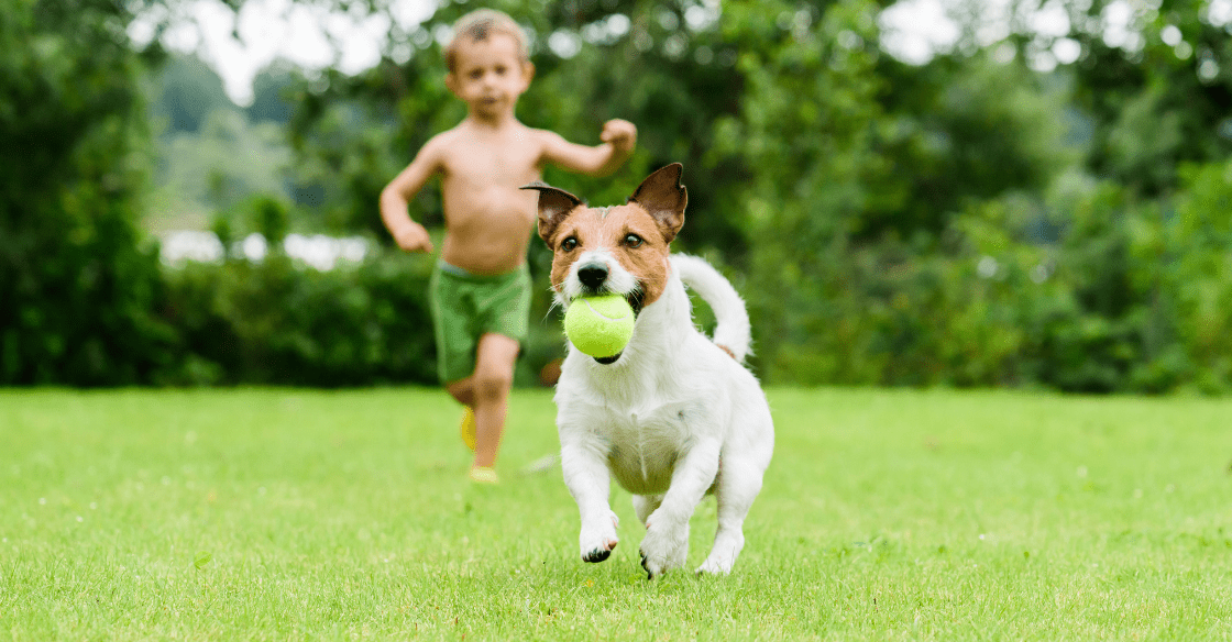 child and dog playing in the yard