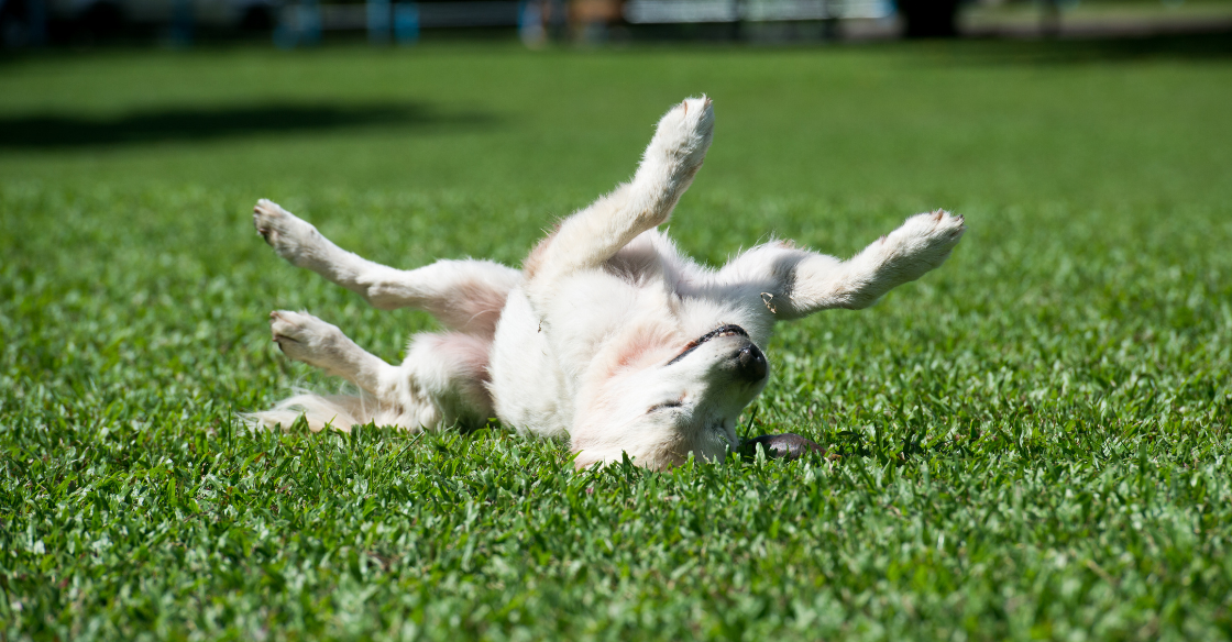 Small dog rolling in artificial turf