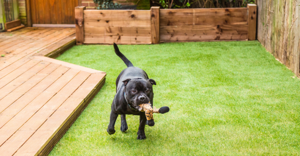 Dog playing in a yard with artificial grass