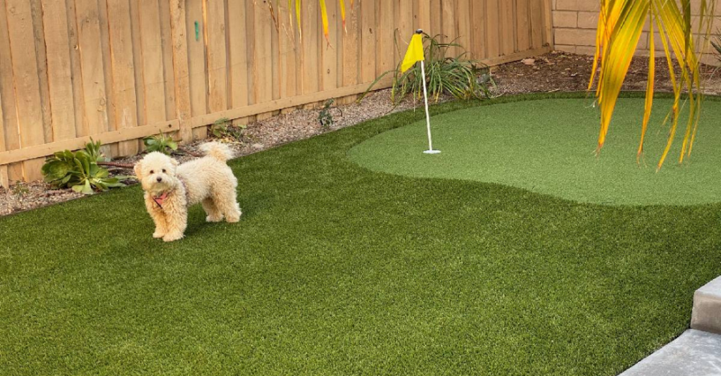 Dog on artificial grass backyard putting green