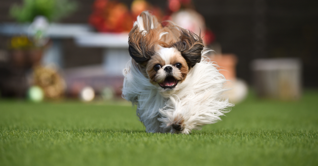 Dog running across artificial grass